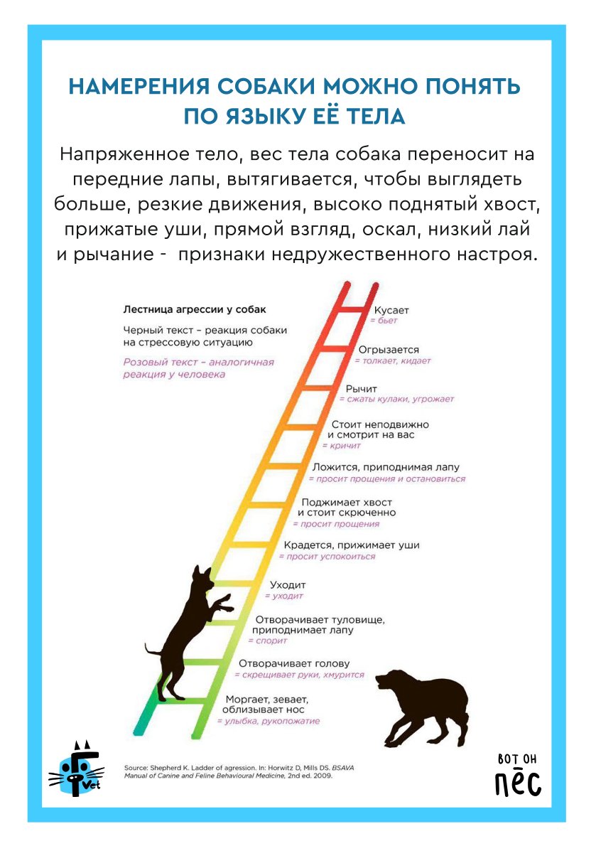 Что делать при встрече с бродячей собакой: правила безопасности и защита